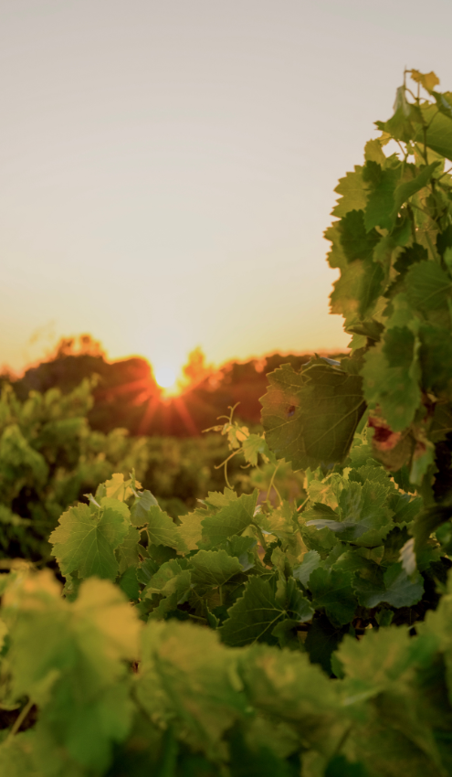 Coucher de soleil sur nos vignes à Carqueiranne, en Provence.