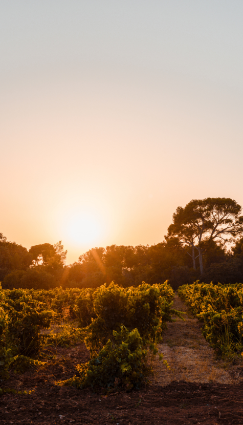 Coucher de soleil sur notre terroir viticole en Provence.